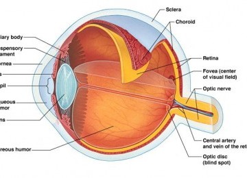 Diagram mata (ilustrasi)