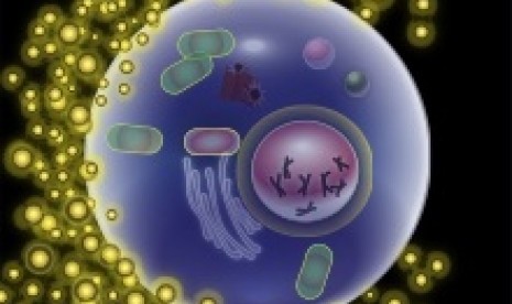 Diagram of a human egg cell