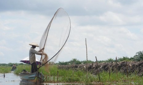 Dikepung kebun sawit, rawa tempat 'maiwak' mencari ikan di musim penghujan sudah tak menyediakan banyak ikan lagi.