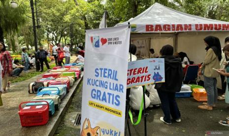 Dinas Ketahanan Pangan dan Peternakan (DKPP) Kota Bandung bekerja sama dengan yayasan Lets Adopt Indonesia memberikan layanan vaksinasi rabies dan sterilisasi gratis bagi kucing liar di Balai Kota Bandung, Jawa Barat, Sabtu (16/3/2024). 