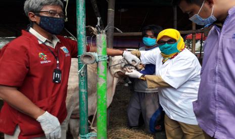 Dinas KPKP Jaktim mengecek kesehatan hewan qurban, Senin (20/7).