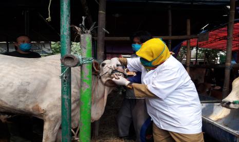 Dinas KPKP Jaktim mengecek kesehatan hewan qurban, Senin (20/7).