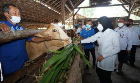 Dinas Pertanian dan Pangan Kabupaten Banyuwangi membuka pelayanan kesehatan keliling untuk hewan ternak