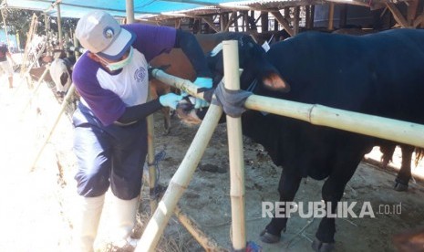 Dinas Pertanian Kab Bandung melakukan pemeriksaan terhadap hewan Kurban di sejumlah pedagang di Soreang, Senin (28/8). Sebanyak 1174 ekor hewan kurban dikategprikan tidak layak sesuai syari.