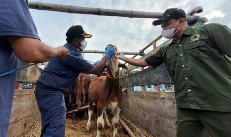 Dinas Pertanian Perikanan dan Pangan (Dispertanikap) Kabupaten Semarang meningkatkan pengawasan sebagai upaya pencegahan penyebaran penyakit mulut dan kuku (PMK) pada hewan ternak di daerahnya. Sebagai daerah --dengan 50 persen perdagangan hewan ternaknya berasal dari luar daerah-- Kabupaten Semarang menjadi wilayah rentan terhadap penyebaran penyakit ini. Upaya pencegahan dilakukan melalui skrining (pemeriksaan klisin) terhadap hewan ternak yang diperdagangkan di Pasar Hewan Ambarawa (Pasar Pon Ambarawa), oleh dispertanikap Kabupaten Semarang, Kamis (12/5).