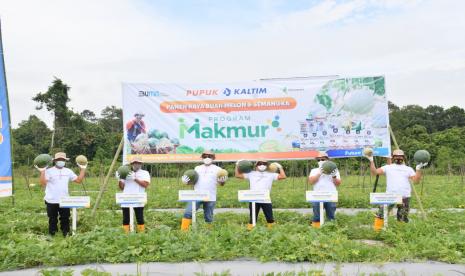 Direksi Pupuk Kaltim melakukan panen raya di Desa Sebuntal, Kecamatan Marangkayu, Kabupaten Kutai Kartanegara, Kalimantan Timur, Selasa (26/10).  