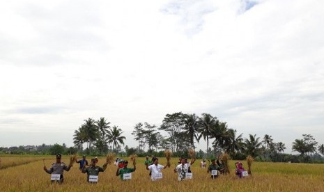 Direktur Buah dan Florikultura Ditjen Hortikultura Kementerian Pertanian Sarwo Edhy (tengah) melakukan panen raya di Desa Pagersari, Kecamatan Mungkid Kabupaten Magelang, Jawa Tengah, Kamis (11/1).