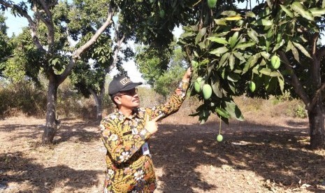 Direktur Buah dan Florikultura, Liferdi Lukman. Kementerian Pertanian (Kementan) melalui Direktorat Hortikultura akan mengembangkan program tanaman hias komoditi ekspor di Kota Padang Panjang. Direktur Buah dan Florikultura Kementerian Pertanian Liferdi mengatakan Padang Panjang salah satu lokasi yang cocok untuk pengembangan tanaman hias asli Indonesia.