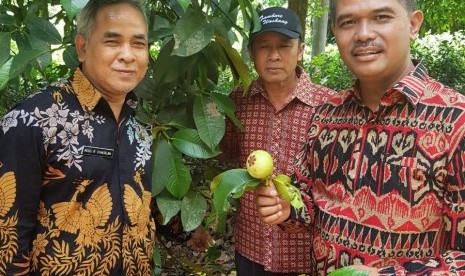 Direktur Jenderal Hortikultura, Suwandi saat mengunjungi sentra produksi benih hortikultura di Purwakarta, Jumat (28/12).