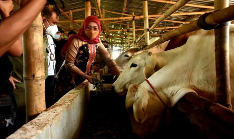  Direktur Jenderal Peternakan dan Kesehatan Hewan (Dirjen PKH), Kementerian Pertanian (Kementan), Nasrullah, memastikan secara nasional ketersediaan pangan asal ternak jelang Natal dan Tahun Baru (Nataru) aman.