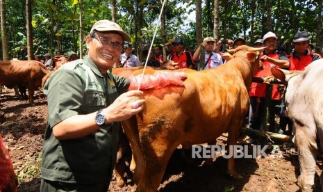 Direktur Jenderal Peternakan dan Kesehatan Hewan (PKH) Kementerian Pertanian I Ketut Diarmita menunjukkan alat suntik inseminasi buatan saat gelar sapi indukan oleh Kelompok Tani Ternak Subur di Kedungdowo, Andong, Boyolali, Jawa Tengah, Selasa (20/3). 