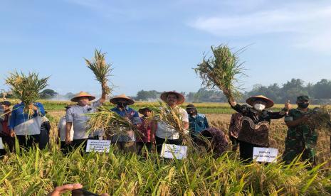 Direktur Jenderal Tanaman Pangan Kementan, Suwandi saat melakukan kegiatan panen padi dan gerakan tanam kacang kedelai di Desa Bonoroso, Kecamatan Jatirejo, Kabupaten Kulon Progo, Jawa Tengah, Jumat (6/5/2022).