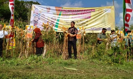 Direktur Jenderal Tanaman Pangan Kementerian Pertanian, Gatot Irianto bersama Bupati Gunungkidul, Badingah, melakukan panen raya perdana jagung hibrida di Desa Bleberan, Playen, Gunungkidul, DIY.