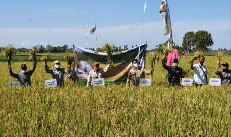 Direktur Kementan melakukan panen bersama  di lokasi Budidaya Tanaman Sehat (BTS) di Kecamatan Kurau Kabupaten Tanah Laut.