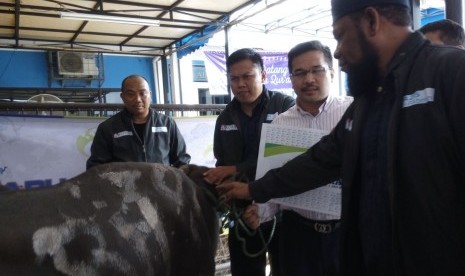 Direktur Lazis Ar-Rahman Ustaz Fabi Firman menyerahkan 16 sapi kurban kepada Ketua Tim Kurban untuk Tolikara, Ustaz Fadhlan Gharamatan. 