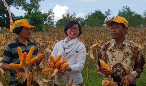 Direktur Pakan Ternak, Ditjen PKH, Sri Widayati, Ditjen PKH telah berkoordinasi dengan Kemenko Perekonomian, Ditjen Tanaman Pangan, Badan Ketahanan Pangan, Pinsar, Dewan Jagung Nasional dan instansi terkait lainnya untuk memastikan pasokan jagung untuk industri pakan dan peternak. 