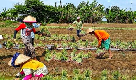 Direktur Sayuran dan Tanaman Obat Ditjen Hortikultura, Prihasto Setyanto, saat melepas ekspor lanjutan bawang merah oleh PT Aman Buana Putera di Kalianak Surabaya