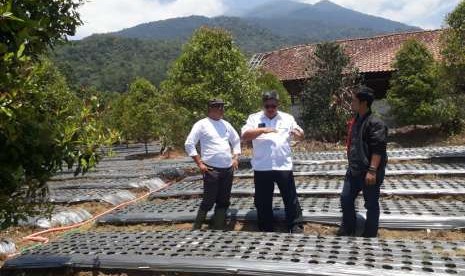 Direktur Sayuran dan Tanaman Obat Ditjen Hortikultura, Prihasto Setyanto, saat meninjau kawasan sayuran di Desa Argalingga dan Sadarehe, Kecamatan Argapura Kabupaten Majalengka, Jumat (28/9)