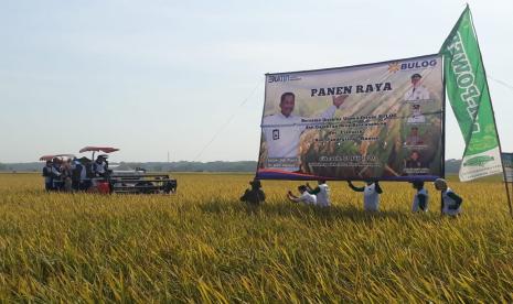 Direktur Utama Perum Bulog Budi Waseso dan Bupati Pandeglang Irna Narulita melakukan panen raya di Desa Rancaseneng, Kecamatan Cikeusik, Kabupaten Pandeglang, Banten, Selasa (28/7).