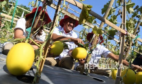 Direktur Utama Petrokimia Gresik Rahmad Pribadi (tengah) didampingi Ketua Perkumpulan Istri Karyawan Petrokimia Gresik Kuntari Laksmitadewi (kiri) memanen melon kuning di sela-sela pembukaan Petro Agrifood Expo 2019 di Kebun Percobaan Petrokimia Gresik, Jawa Timur, Jumat (12/7/2019). 