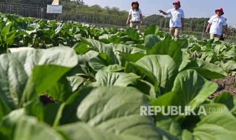 Petrokimia Gresik, perusahaan Solusi Agroindustri anggota holding Pupuk Indonesia telah menggandeng 21.344 petani dalam Program Makmur sepanjang tahun 2021, (ilustrasi).