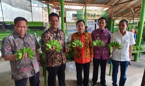 Dirjen Hortikultura memanen pisang