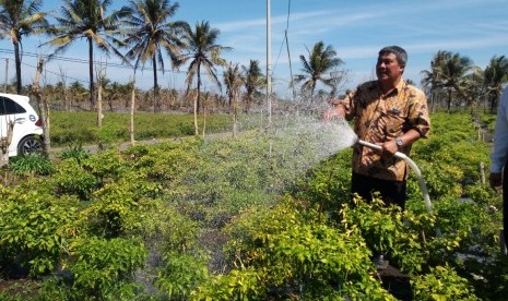 Dirjen Hortikultura menyirami tanaman cabai