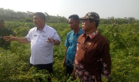 Dirjen Hortikultura Prihasto Setyanto menemui petani cabai