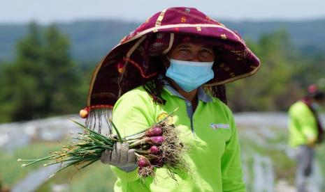 Dirjen Hortikultura, Prihasto Setyanto menyampaikan bahwa Food Estate seluas 215 hektare telah memasuki masa panen. Mewakili Menteri Pertanian Syahrul Yasin Limpo (SYL), beliau berpesan kepada masyarakat Desa Ria-Ria untuk tetap semangat karena berkah yang selama ini dinantikan oleh semua orang, yaitu panen di lokasi Food Estate Humbang Hasundutan (Humbahas) terus berlangsung meski bertahap.