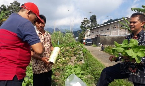 Dirjen Hortikultura Suwandi sedang memanen sayuran 1