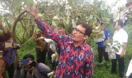 Dirjen pembangunan Kawasan Perdesaan, Ahmad Erani Yustika, saat meninjau salah satu perkebunan tanaman jambu getah di Kabupaten Kendal, Jawa Tengah, Rabu (7/3).