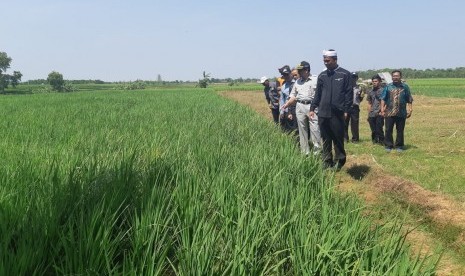 Pemkab Purwakarta Targetkan Tanam 6.000 Hektare Sawah. Foto: Sawah di Purwakarta.