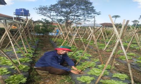 Dodih petani sayuran dari Lembang, Bandung Barat, Jawa Barat, adalah salah satu dari sekian banyak petani sukses, binaan Kementerian Pertanian. Seorang petani sayuran dari Lembang, Bandung, Jawa Barat, yang melakukan budidaya 70 jenis sayuran  seperti paprika aneka warna, aneka jenis cabai, brokoli, kol, terung, buncis, tomat, head lettuce, sawi, kentang, ubi, dan kabocha,