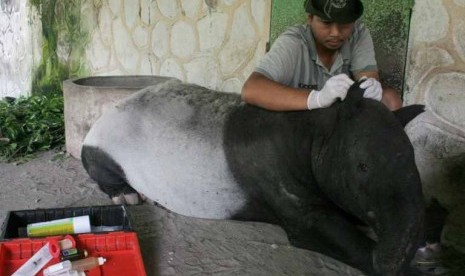  Dokter Hewan, Cahyo, memeriksa kesehatan Tapir (Tapirus Indicus) di Kebun Binatang gembiraloka Yogyakarta, Jumat (23/3). Untuk mencegah penularan penyakit, dilakukan pemeriksaan rutin untuk Tapir yang meliputi pemeriksaan mata, mulut dan kulit.