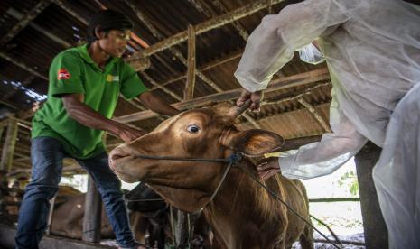 Hewan Ternak di Tangsel Mulai Disuntik Vaksin PMK