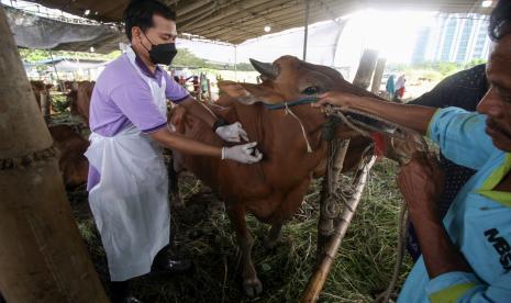 Dokter hewan menyuntikkan vitamin kepada sapi yang dijual di kawasan Pondok Candra, Sidoarjo, Jawa Timur, Rabu (6/7/2022). Menteri Pertanian, Perikanan, dan Kehutanan Australia Murray Watt akan menggelar pertemuan tatap muka dengan mitranya di Indonesia pekan ini.