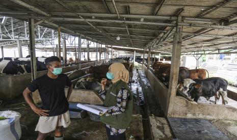 Dokter hewan DKP3 memberikan edukasi terkait wabah PMK kepada peternak di salah satu peternakan di Cimanggis, Depok, Jawa Barat, Kamis (12/5/2022). Dinas Ketahanan Pangan, Pertanian dan Perikanan (DKP3) Kota Depok melakukan pemeriksaan ke sejumlah peternak sapi untuk mengidentifikasi wabah PMK dan mengedukasi pemilik peternakan terkait wabah PMK. 