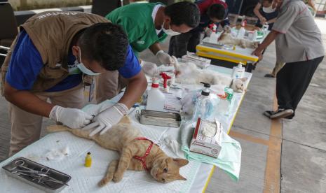 Dokter hewan melakukan sterilisasi kepada kucing peliharaan warga di Balai Karantina Pertanian, Palangkaraya, Kalimantan Tengah, Selasa (28/9/2021). Pemberian vaksin rabies dan sterilisasi gratis yang digelar pemda setempat tersebut dalam rangka peringatan Hari Rabies Sedunia serta sebagai upaya memberantas penyakit hewan yang bersifat zoonosis (dapat menular kepada manusia).