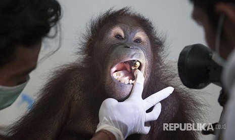 Dokter hewan memeriksa telinga seekor Orangutan betina bernama Septi di Bali Zoo, Gianyar, Sabtu (30/12). Pemeriksaan tersebut untuk memastikan tidak adanya penyakit terutama yang bersifat 'zoonosis' setelah Orangutan tersebut berhasil diselamatkan dari Kalimantan beberapa waktu lalu. 