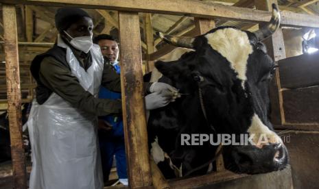 Dokter hewan menyuntikkan vaksin penyakit mulut dan kuku (PMK) ke hewan ternak sapi di Cilembu, Kabupaten Sumedang, Senin (20/6/2022).  (ilustrasi)