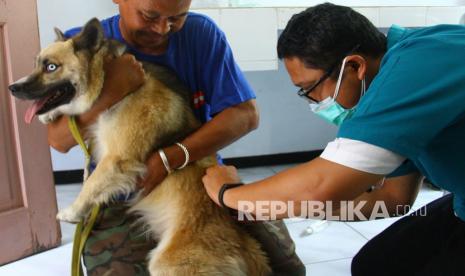 Dokter hewan menyuntikkan vaksin rabies pada seekor anjing dalam kegiatan vaksinasi rabies gratis, di Puskeswan, Malang, Jawa Timur, Rabu (29/9/2021). Kegiatan tersebut diadakan selama tiga hari dengan target 200 ekor kucing dan anjing.