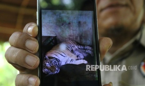 Dokter hewan Taman Margasatwa Medan, menunjukan foto induk Harimau Benggala (Panthera tigris-tigris) menyusui anaknya yang baru lahir, saat memberi keterangan kepada wartawan, di Medan, Sumatera Utara, Rabu (25/7).