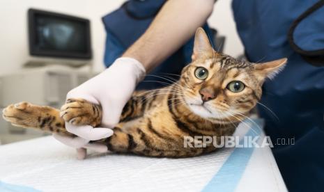 Dokter memegang kucing (ilustrasi). Di Shropshire Inggris, ada laboratorium bernama Gemini Genetics yang menawarkan jasa kloning hewan kucing, anjing, dan kuda.