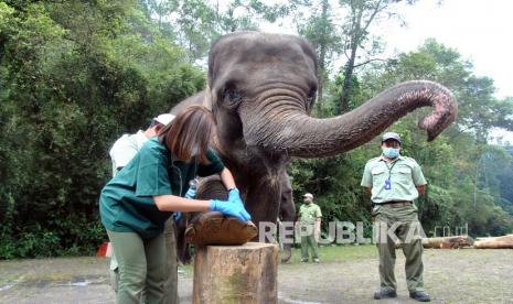 Dokter memeriksa bagian kaki gajah Sumatera di Taman Safari Indonesia, Cisarua, Kabupaten Bogor, Jawa Barat, Ahad (16/8/2020). Pemeriksaan kesehatan gajah Sumatera yang terancam punah dan dilindungi tersebut untuk melihat adanya virus, bakteri maupun jamur (mikroorganisme) pada paru-paru gajah Sumatera yang dimiliki TSI Bogor sekaligus dalam rangka peringatan Hari Gajah Sedunia. 