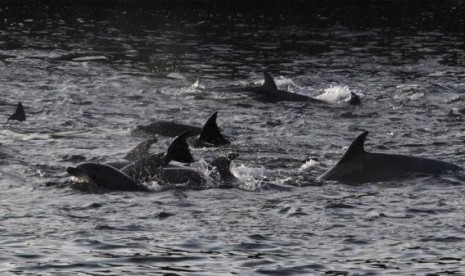 Dolphins are seen at a cove in Taiji, western Japan, January 21, 2014.