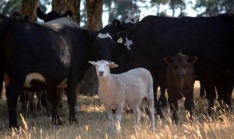 Dottie si domba dengan ‘induk’-nya di Dartmoor, negara bagian Victoria. 