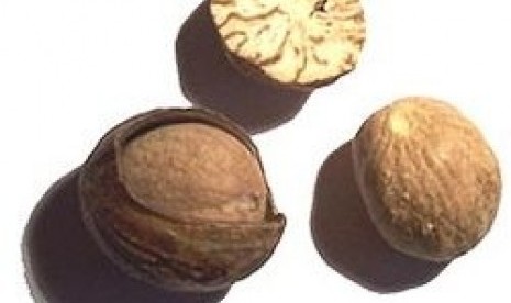 Dried nutmeg seeds (illustration)