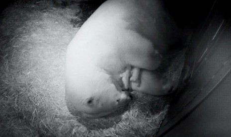 Ilmuwan Temukan Populasi Beruang Kutub HIdup di Habitat yang tak Lazim