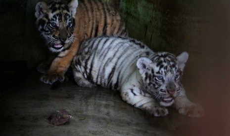 Dua ekor anak Harimau Benggala (Panthera tigris tigris) berusia satu bulan berada di ruang karantina Taman Margasatwa Medan, Sumatra Utara, Senin (1/8).