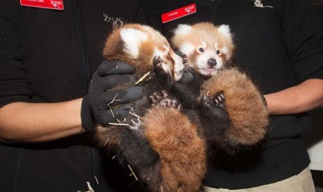  Dua ekor bayi panda merah lahir di Kebun Binatang Adelaide.